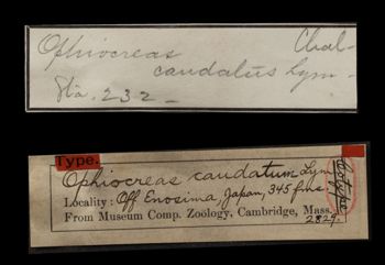 Media type: image;   Invertebrate Zoology OPH-2829 Aspect: labels